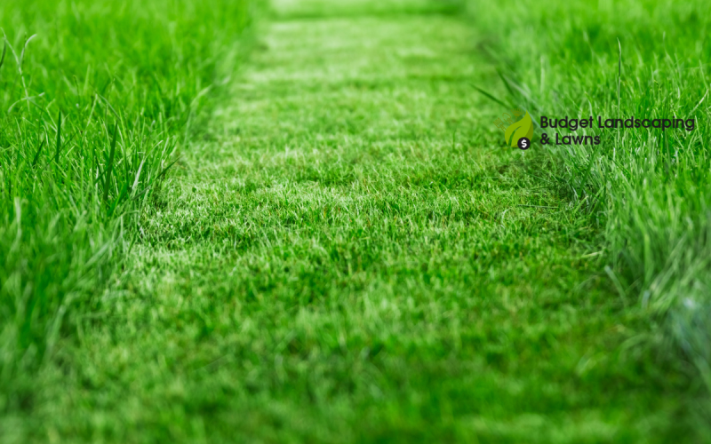 🌾 Lawn Preparation