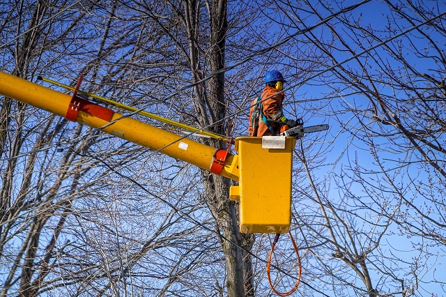 tree-cutting-Christchurch Budget Landscaping